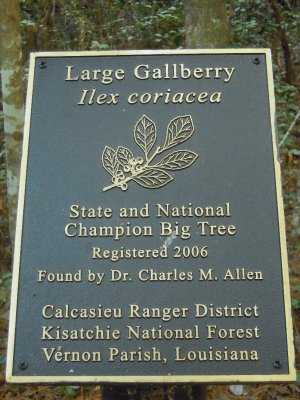 Ilex coriacea large gallberry 3.jpg