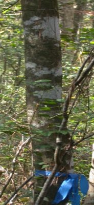 Ilex coriacea large gallberry bark.jpg