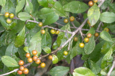 Ilex decidua deciduous holly 2.jpg
