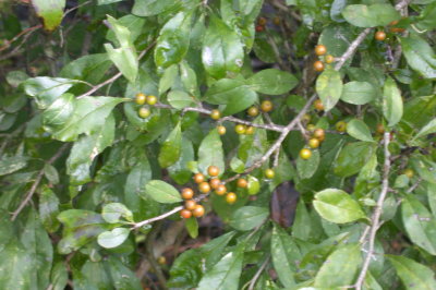Ilex decidua deciduous holly.jpg