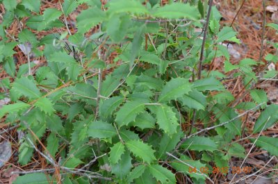 Ilex opaca American holly.JPG