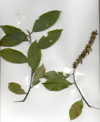Itea virginica Virginia willow 2.JPG