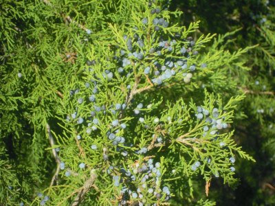 Juniperus virginiana eastern redcedar 2.JPG