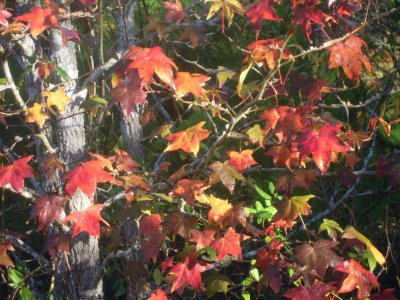 Liquidambar styraciflua sweetgum 2.JPG