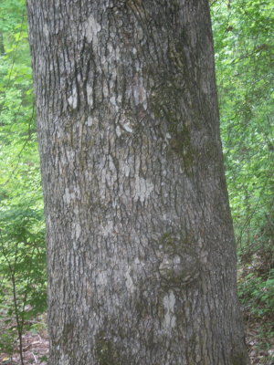 Liquidambar styraciflua sweetgum bark.JPG