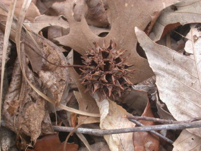 Liquidambar styraciflua sweetgum fruit 2.jpg