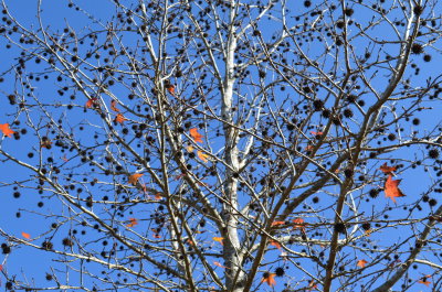 Liquidambar styraciflua sweetgum fruit.JPG