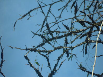 Liquidambar styraciflua sweetgum twigs.JPG