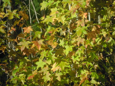 Liquidambar styraciflua sweetgum.JPG