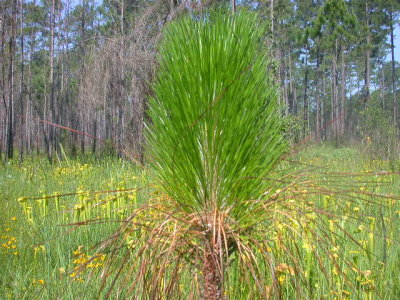 Pinus palustris longleaf pine 2.jpg