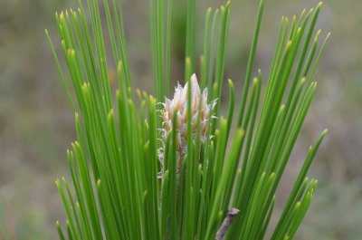 Pinus palustris longleaf pine 3.JPG