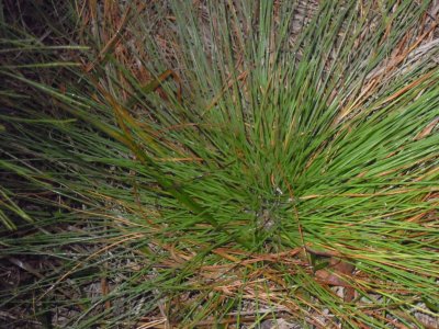 Pinus palustris longleaf pine 4.JPG