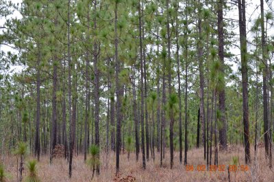 Pinus palustris longleaf pine.JPG