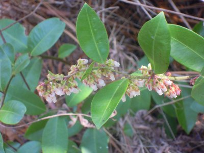 Lyonia lucida fetterbush 2.JPG