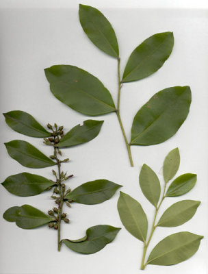 Lyonia lucida fetterbush 3.JPG