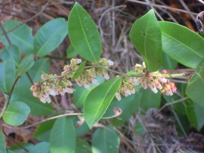 Lyonia lucida fetterbush.JPG