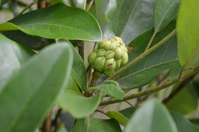 Magnolia virginiana white bay 2.JPG