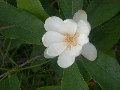 Magnolia virginiana white bay.jpg