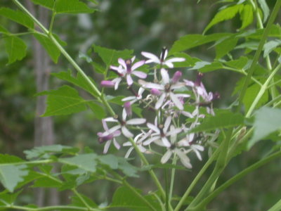 Melia azedarach chinaberry.jpg