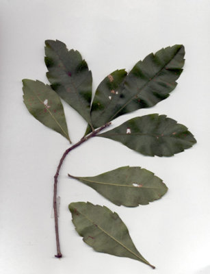 Morella carolinensis aka Myrica heterophylla baygall waxmyrtle  2.JPG
