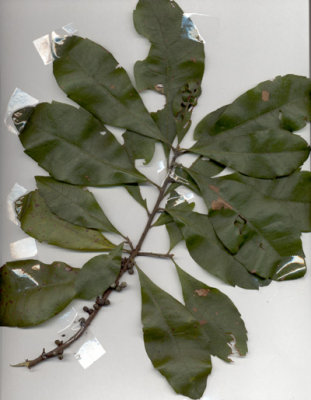 Morella carolinensis aka Myrica heterophylla baygall waxmyrtle.JPG
