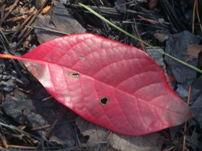 Nyssa biflora swamp blackgum leaf.jpg