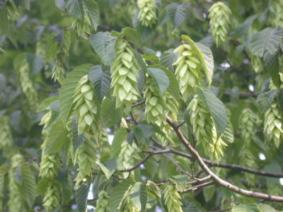 Ostrya virginiana hophornbeam.jpg