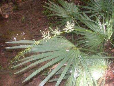 Sabal minor palmetto.jpg