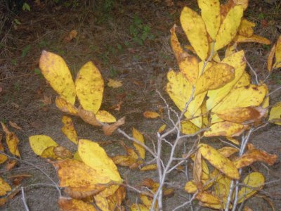 Asimina parviflora dwarf pawpaw 2.JPG
