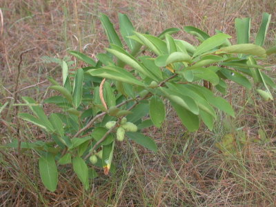 Asimina parviflora dwarf pawpaw.jpg