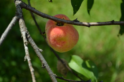 Prunus persica peach 3.JPG