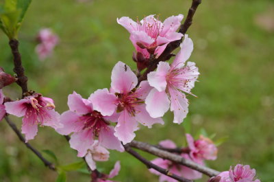 Prunus persica peach.JPG