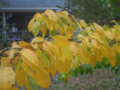 Pyrus communis pear 2.JPG
