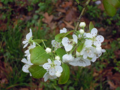 Pyrus communis pear.JPG