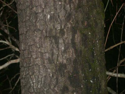 Diospyros virginiana persimmon batk.jpg