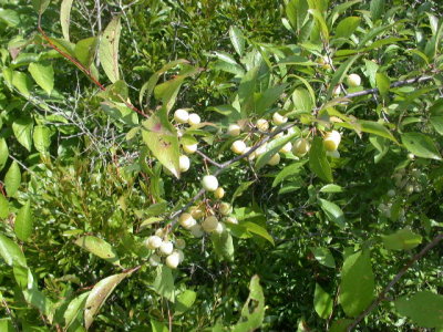 Prunus umbellata flatwoods sloe.jpg