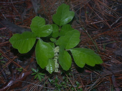 Toxicodendron pubescens poison oak.jpg