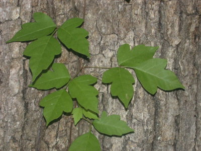 Toxicodendron radicans poison ivy.jpg