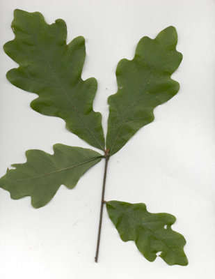 Quercus alba white oak 3.JPG