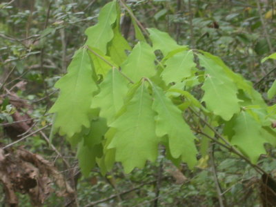 Quercus alba white oak.jpg