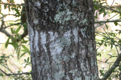 Quercus incana sandjak or bluejack oak bark.jpg