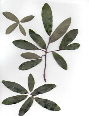 Quercus incana sandjack or bluejack oak.JPG