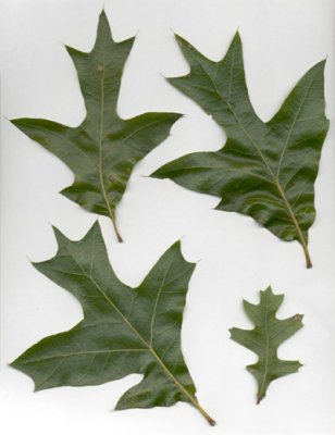 Quercus laevis turkey oak 2.JPG