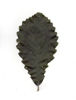 Quercus michauxii cow oak 2.JPG