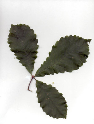Quercus michauxii cow oak.JPG