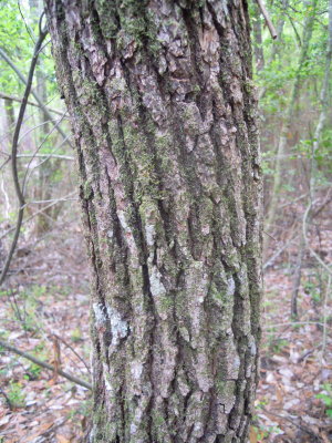 Persea palustris red bay bark.JPG