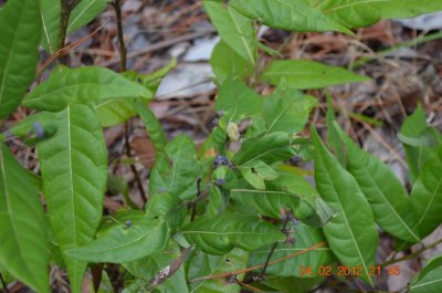 Persea palustris red bay.JPG