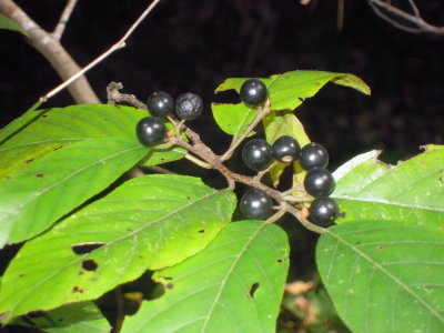 Frangula or Rhamnus caroliniana Carolina buckthorn 2.JPG