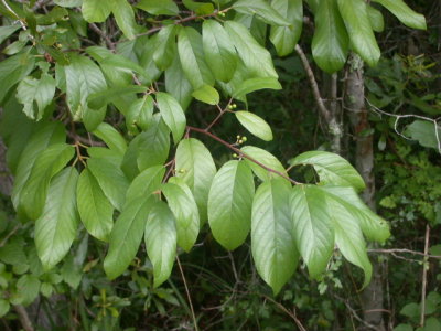 Frangula or Rhamnus caroliniana Carolina buckthorn.jpg