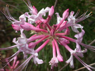 Rhododendron canescens sweet azalea.jpg